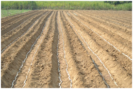 ट्रैन्च विधि से गन्ना बोने के फायदे | डॉ. यू. एस. तेवतिया | इंडियन पोटाश लिमिटेड