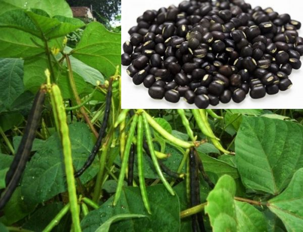 Black-gram Crop Full General Practices