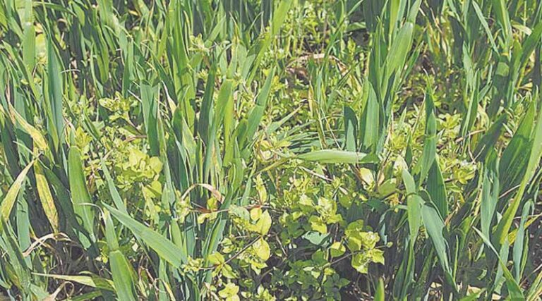 बुवाई बाद गेहूं फसल में खरपतवार नियंत्रण