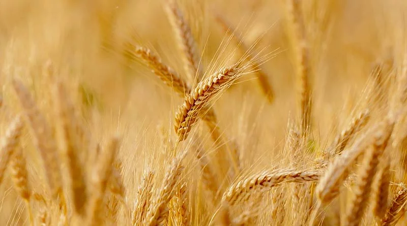 गेहूं फसल की पूर्ण जानकारी