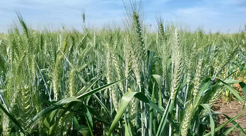 गेहूं उत्पादन पर मंडराया गर्मी का साया