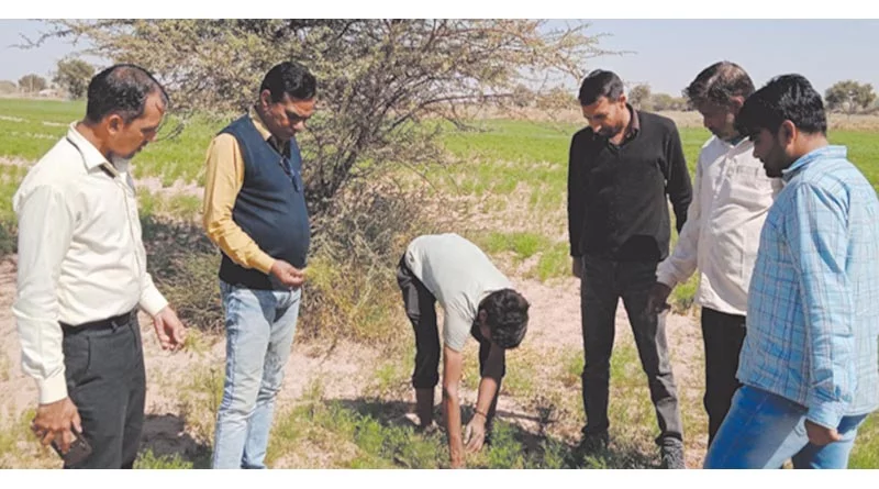 राजस्थान में जीरे में नियमित छिड़काव व सिंचाई प्रबंधन से होगा रोगों से बचाव