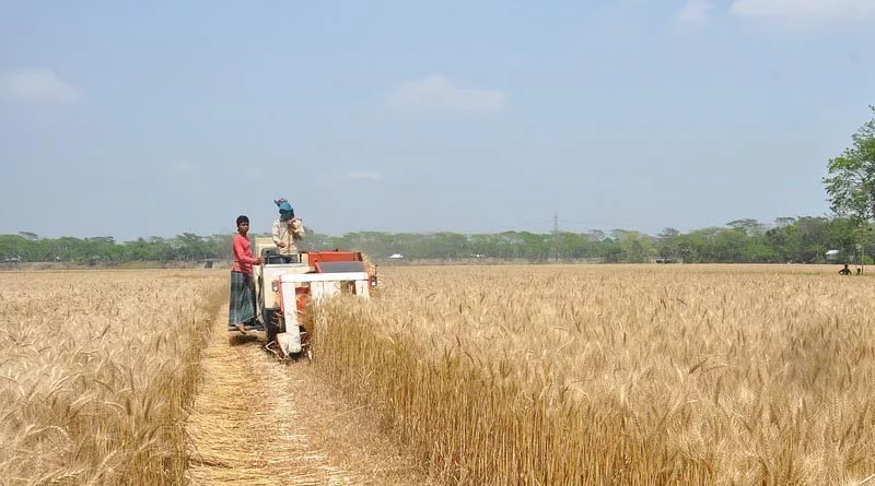 Concern over Wheat production due to the ongoing heatwave
