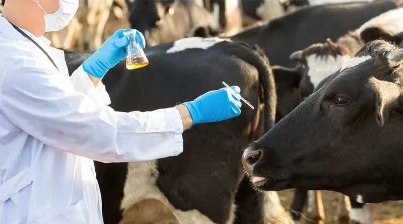 Veterinary drug residues in food decline again