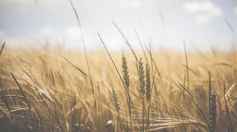 For every 1°C rise in temperature, yields of wheat expected to decline by 3-7%: Study