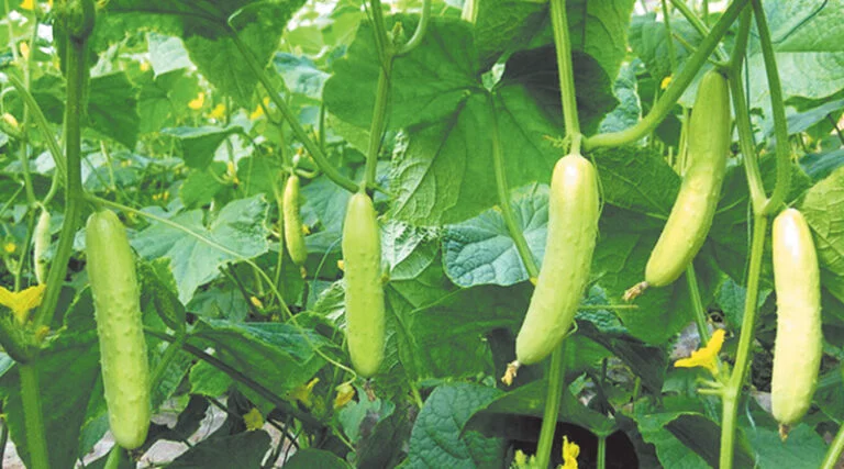 ग्रोइट इंडिया के क्रॉप कवर-खीरे को कीटों और मुरझाने के खतरे से बचाएं