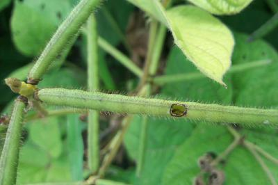 तेरहवें से चौदहवें सप्ताह में सोयाबीन फसल में की जाने वाली कृषि पद्धति