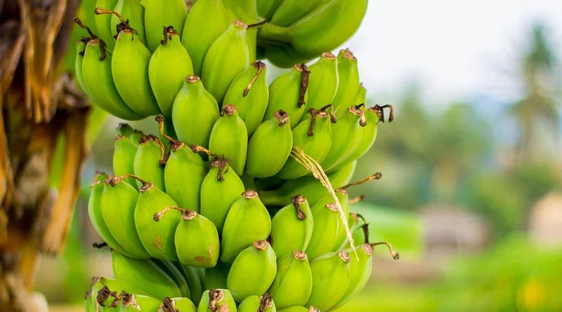 Indian farmers may get 13 GM crops in future