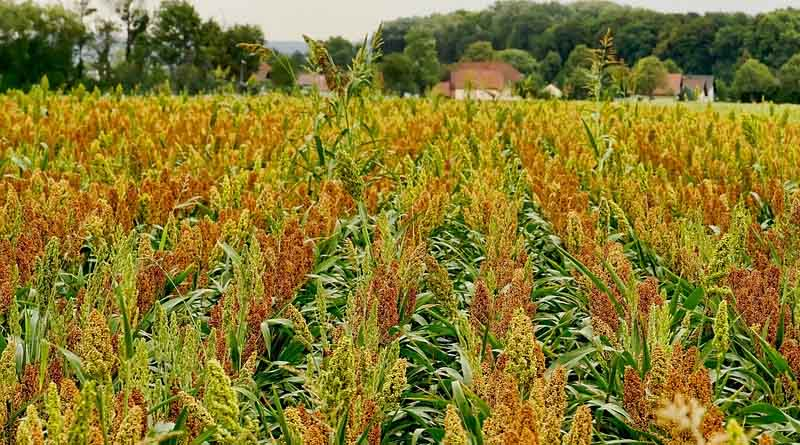 Fertilizers application for the cultivation of Sorghum in Kharif