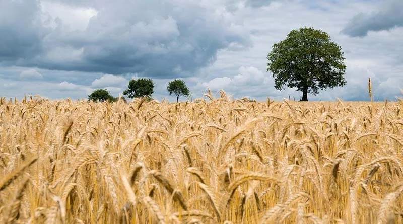 Innovative digital seed portal of ICAR-IIWBR