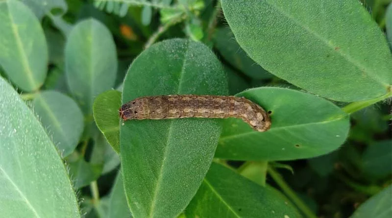 Taro caterpillar outbreak in central India