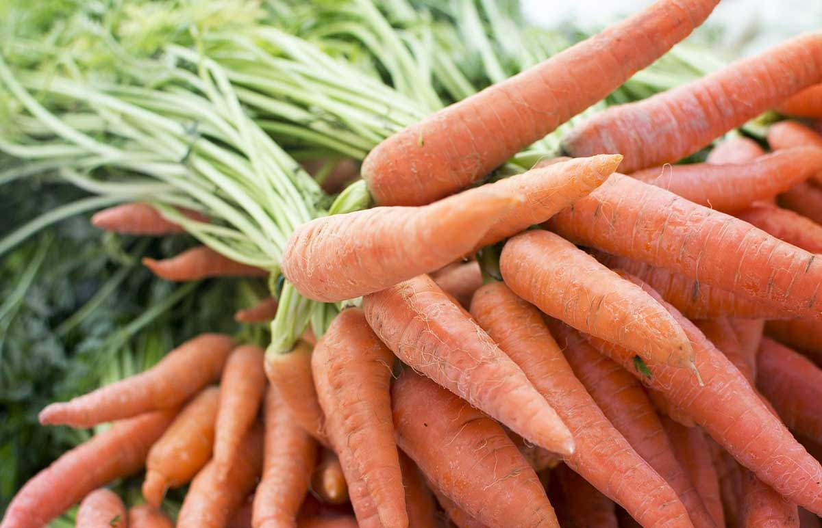 Fourteenth to Fifteenth week practices in carrot crop