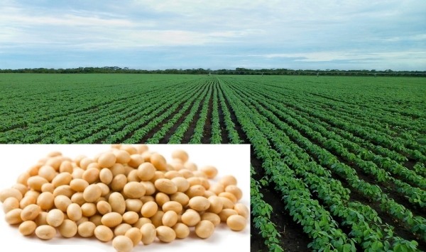 Thirteenth to Fourteenth week practices in soybean crop