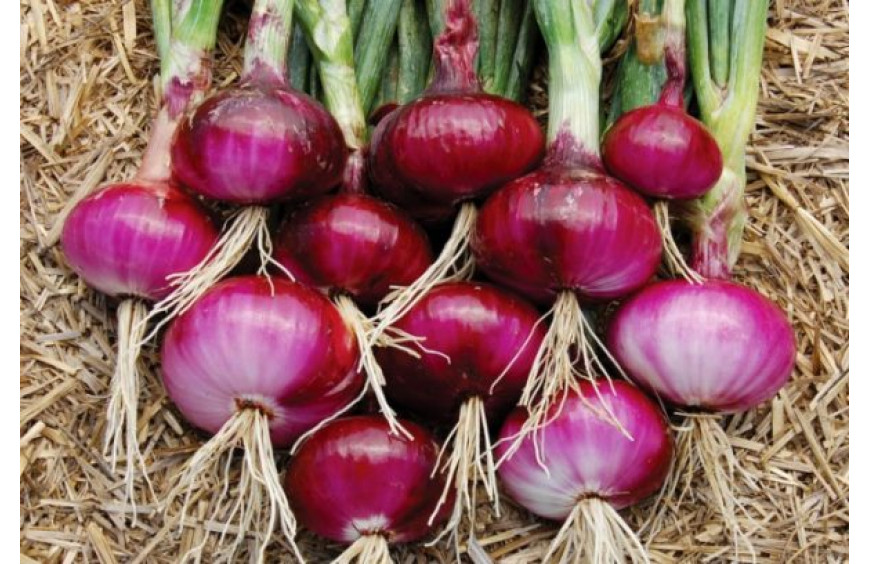 प्याज फसल की पूर्ण जानकारी