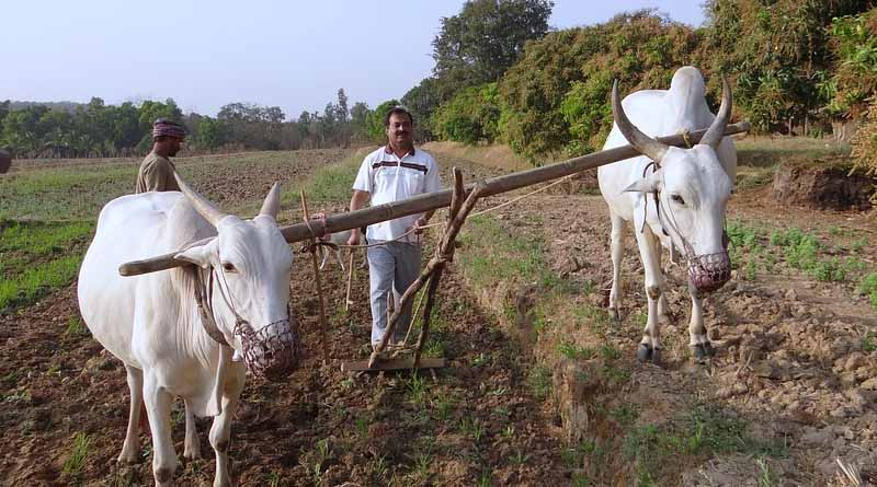 Everything you need to know about the Indian government’s National Mission on Natural Farming