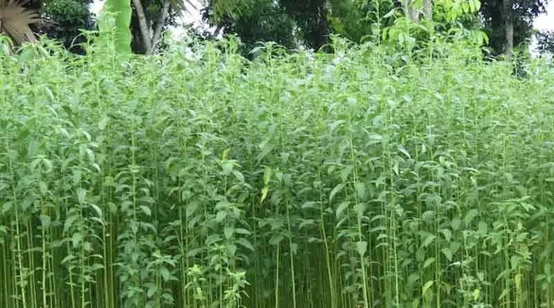 Cabinet approves Minimum Support Price (MSP) for Raw Jute for 2023 -24 season