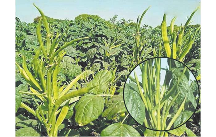 ग्रीष्म कालीन ग्वार की उन्नत खेती