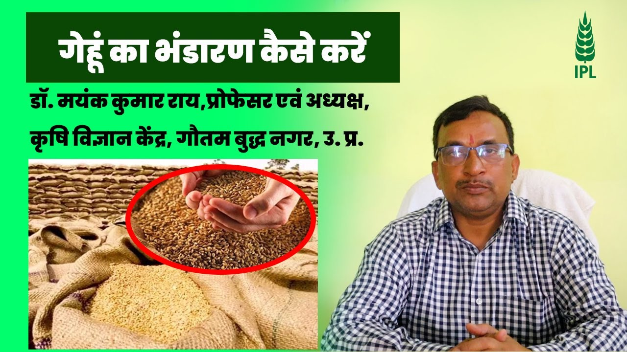 गेहूं का भंडारण कैसे करें | इंडियन पोटाश लिमिटेड