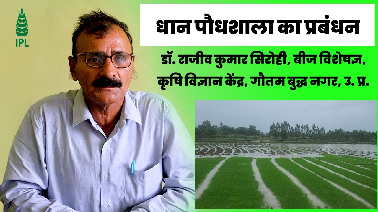 धान पौधशाला का प्रबंधन | इंडियन पोटाश लिमिटेड