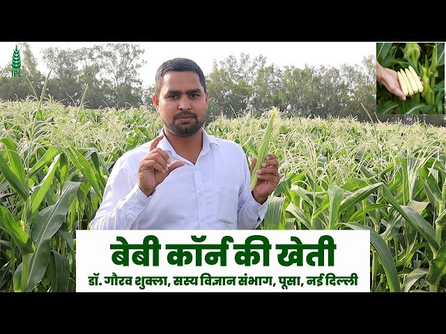 बेबी कॉर्न की खेती | इंडियन पोटाश लिमिटेड